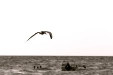 Sea Gull Over White Stock Photos
