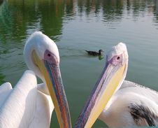 Bird Pelican Royalty Free Stock Image