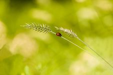 Ladybird On A Stalk. Royalty Free Stock Image