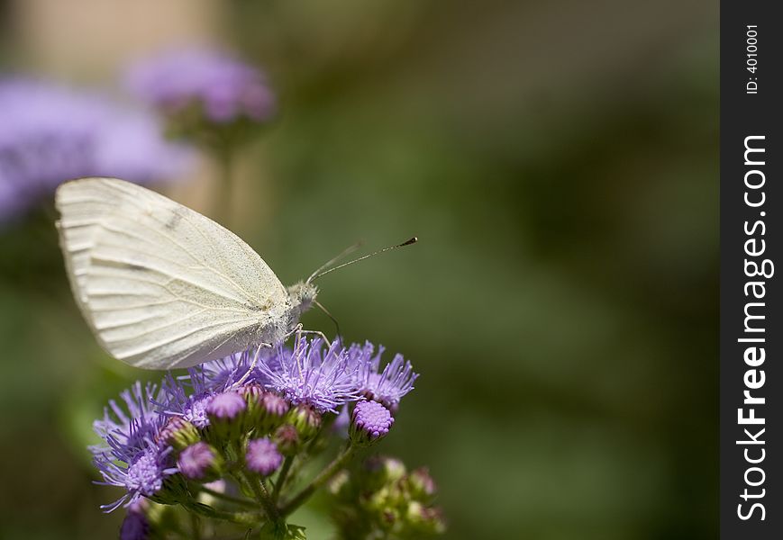 A butterfly on a flower, collecting pollen. A butterfly on a flower, collecting pollen.