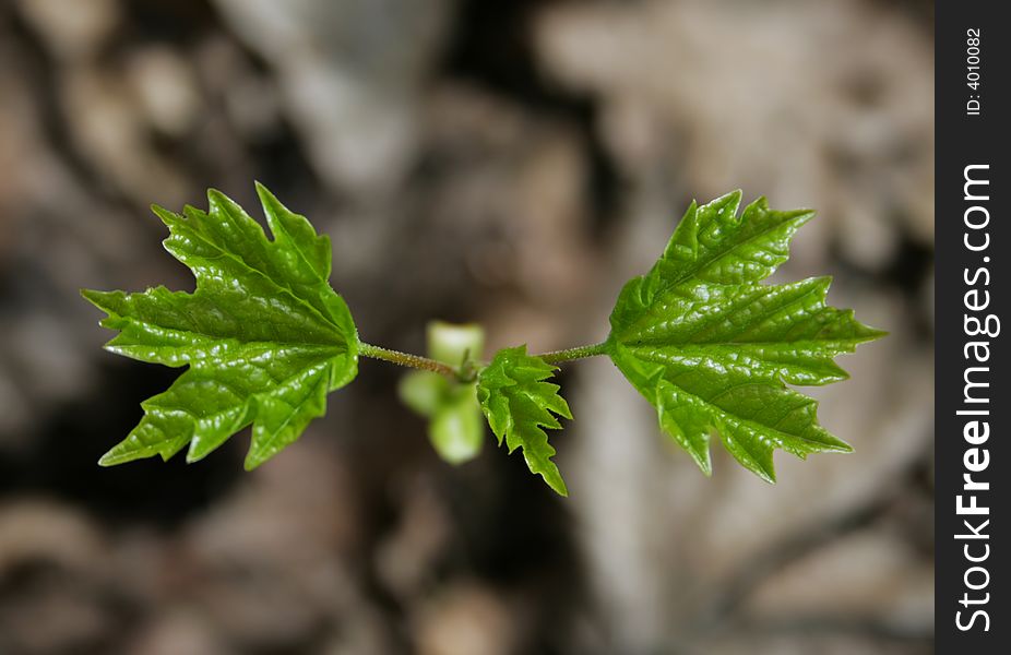 The close-up of young maple leaves in the spring. The close-up of young maple leaves in the spring