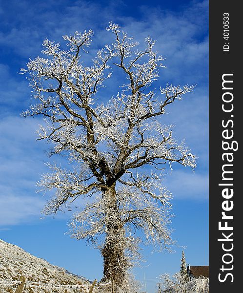 Tree on a hill covered by hoar-frost. Tree on a hill covered by hoar-frost.