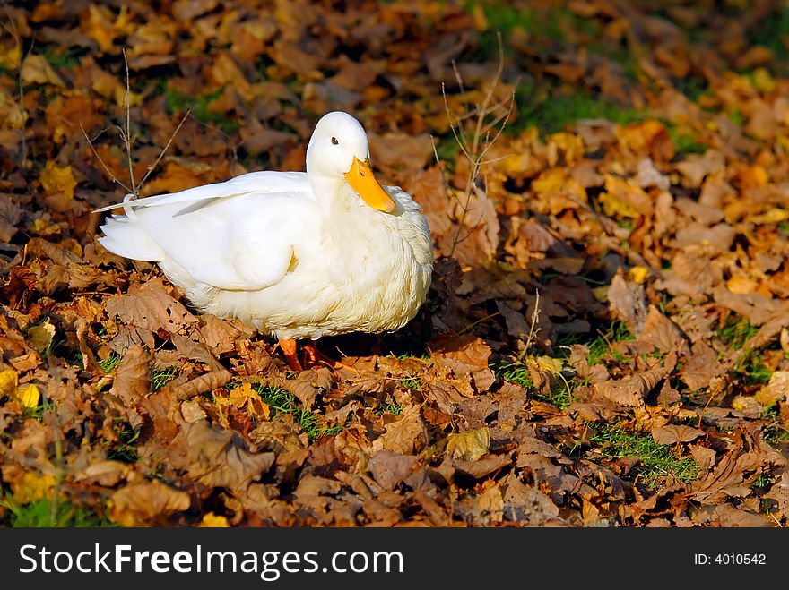 White duck surrounded by fallen leafs