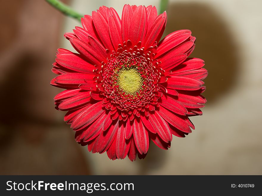 Red Gerber Daisy