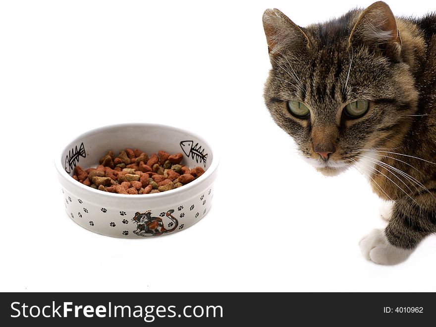 Cat with food isolated on a white background. Cat with food isolated on a white background.
