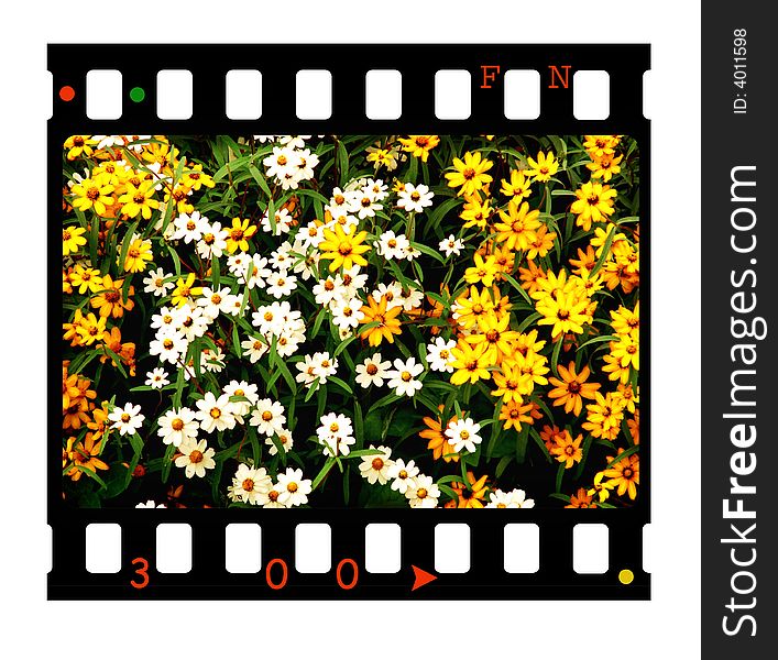 35 mm slide with flowers