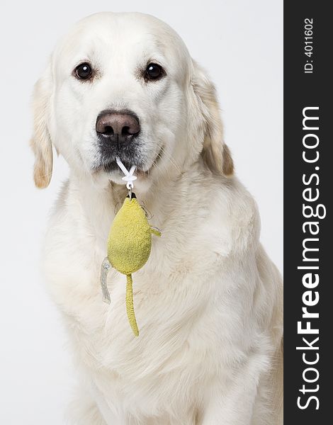 Lovely golden retriever holding a stuffed mouse in his mouth. Lovely golden retriever holding a stuffed mouse in his mouth