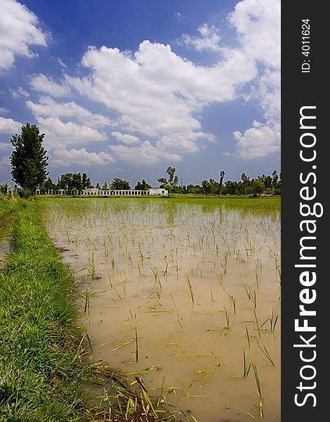 Water given in the crop fields