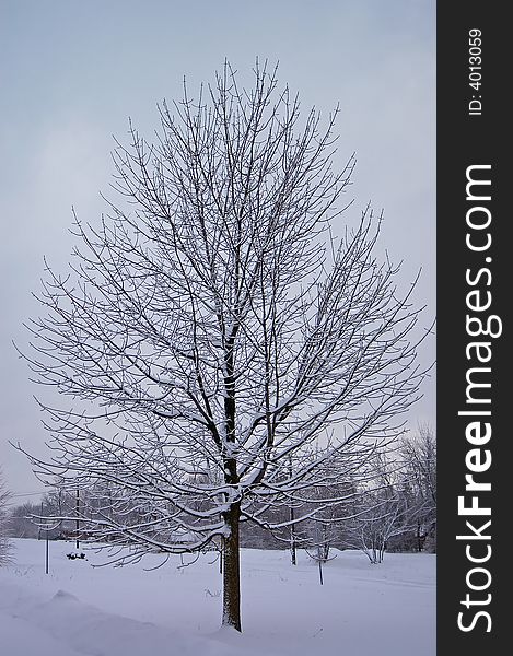 An image of a tree covered in snow.