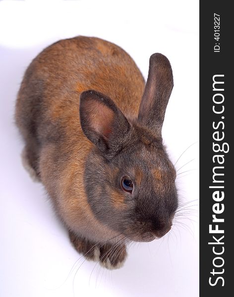 Photography of a rabbit on a white background