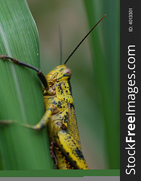 Macro shot of a yellow grasshoper on leaf.