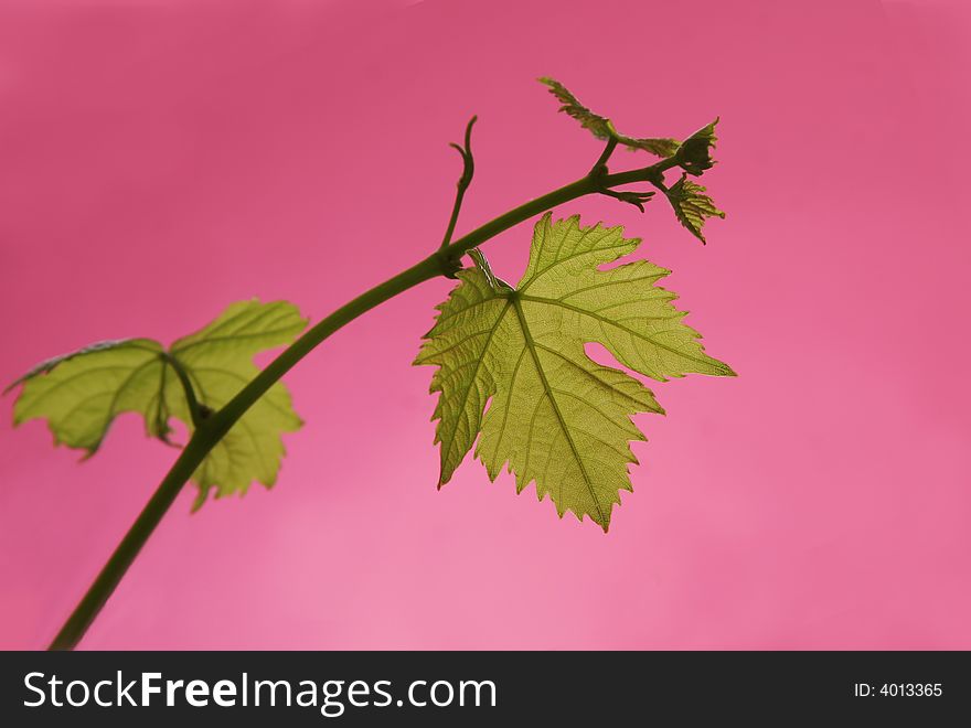 green vine on a pink background. green vine on a pink background