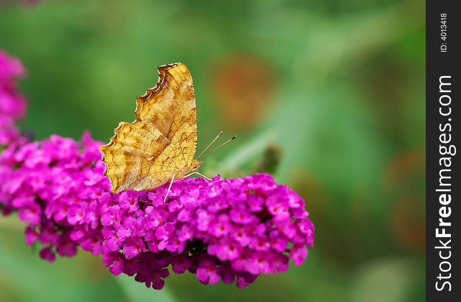 Butterfly on the purple flower of buddleia in green background