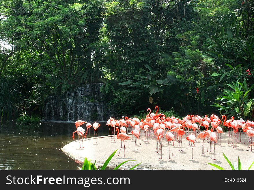 A group of red flamingos