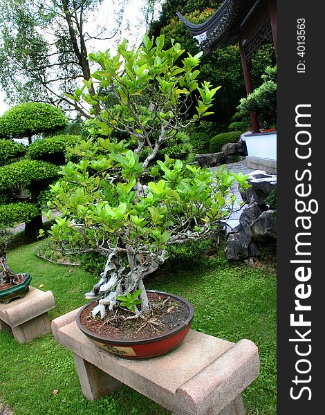 Bonsai tree on japanese garden