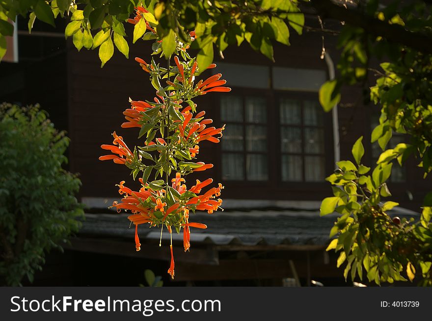 Orange creeping flowers with green leaves. Orange creeping flowers with green leaves