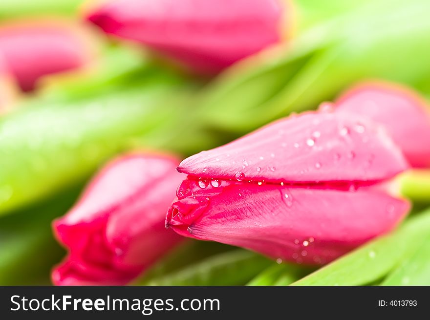Close up on fresh pink tulips with waterdrops