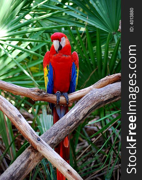 Colorful Scarlet Macaw on a perch. Colorful Scarlet Macaw on a perch