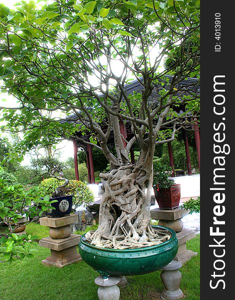 Bonsai tree on japanese garden
