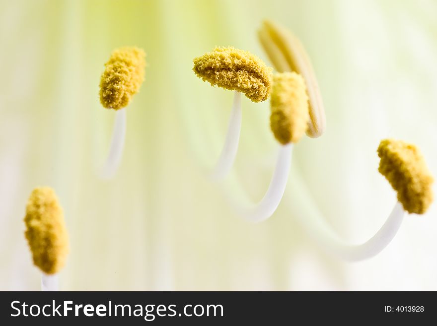 Macro shot of the stamen of a amaryllis flower. Macro shot of the stamen of a amaryllis flower