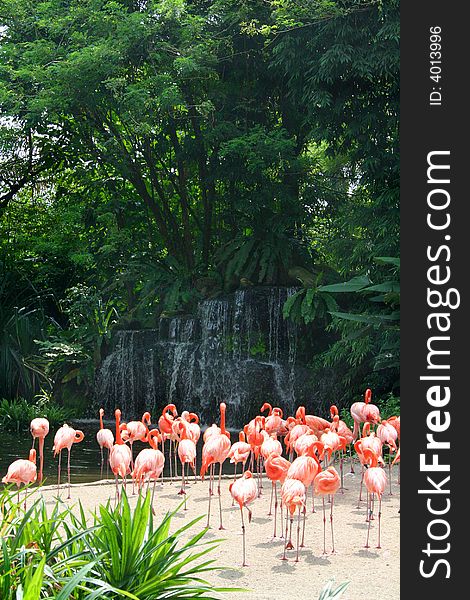 A group of red flamingos