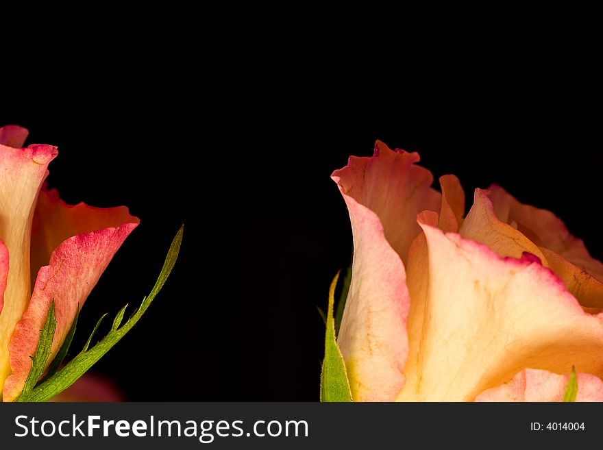 Abstract photo of roses against a black background. Abstract photo of roses against a black background