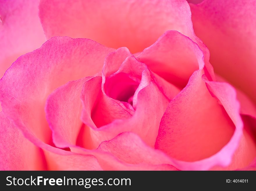 Beautiful pink colored valentine rose