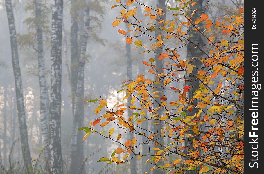 Autumn morning. Forest, bright leaves