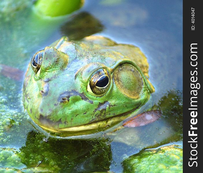 Green frog in a pond. Green frog in a pond