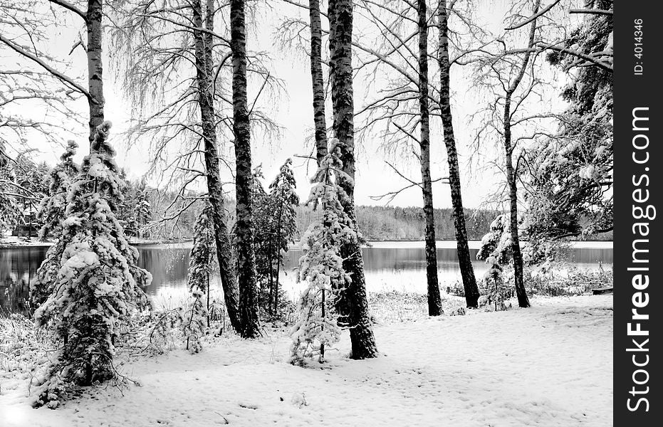 Winter forest. B/w composition