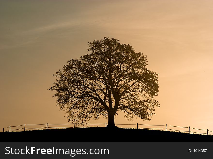 Lone tree on horizon in winter. Lone tree on horizon in winter.