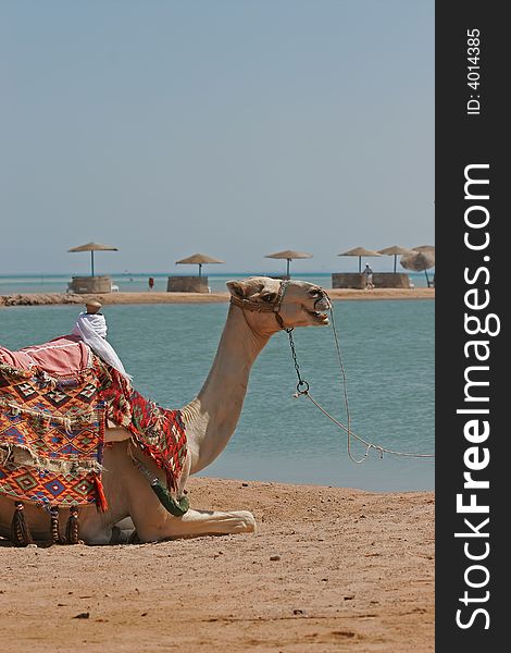 Portrait of a dromedary at the edge of the Red Sea