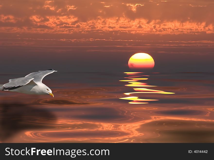 Sunset And Gull