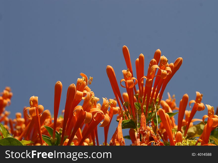 Orange trumpet flowers on the roof