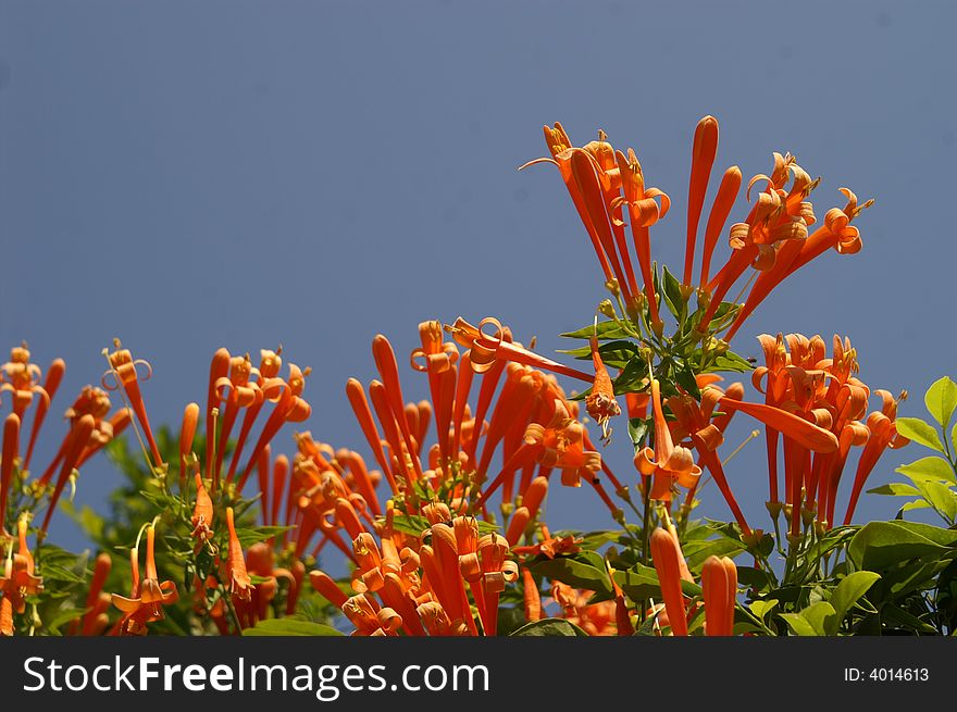 Orange trumpet flowers on the roof