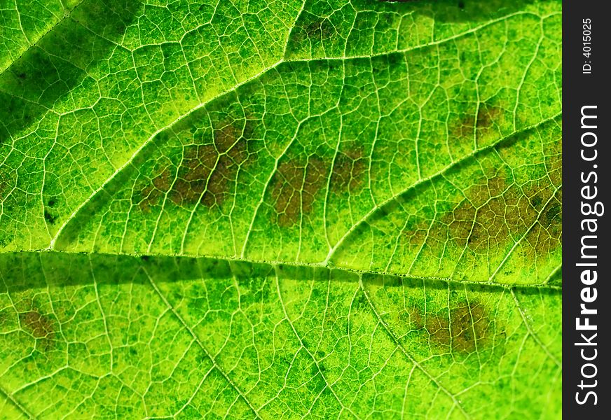 Texture of a backlit green leaf. Texture of a backlit green leaf