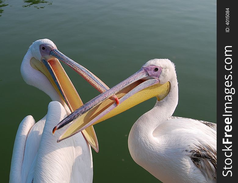 Bird pelican