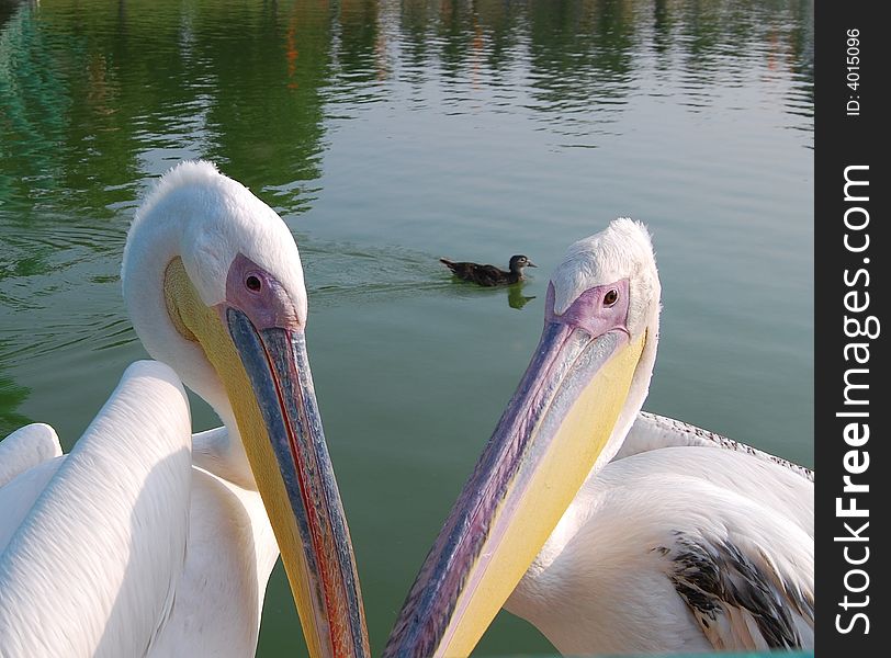 The bird of pelican against the background quiet water. The bird of pelican against the background quiet water