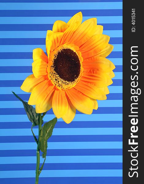 Bold silk sunflower captured against a graphic stiped blue background. Bold silk sunflower captured against a graphic stiped blue background