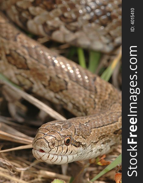 A unique portrait of a prairie kingsnake crawling in the grass. A unique portrait of a prairie kingsnake crawling in the grass.