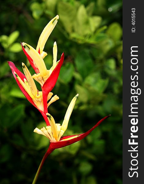 A single yellow and red heliconia