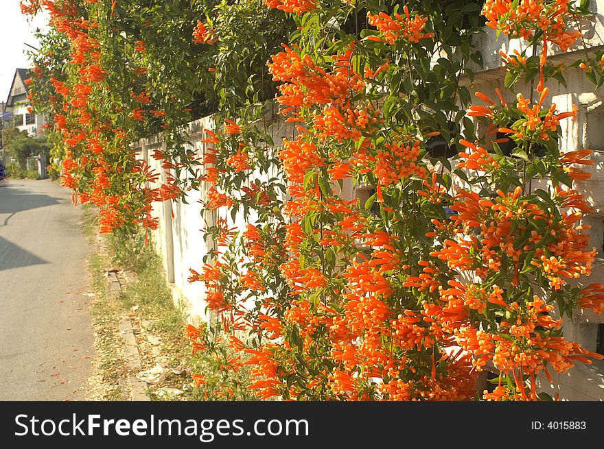 Orange trumpet flowers on the roadside