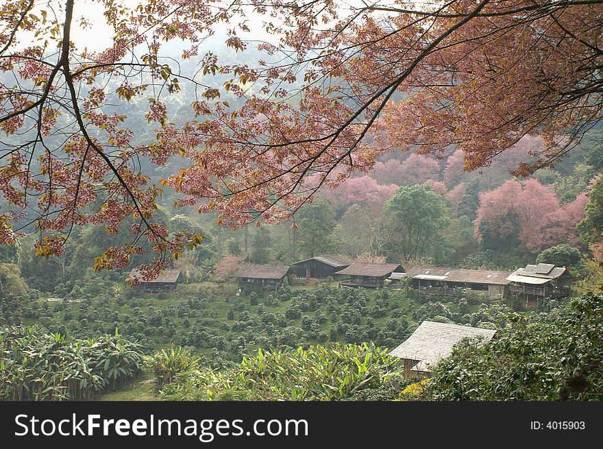 Village surrounded by pink flowers tree. Village surrounded by pink flowers tree