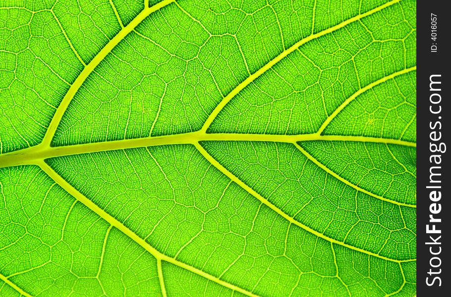 Leaf of a plant on light with a deciduous ornament.