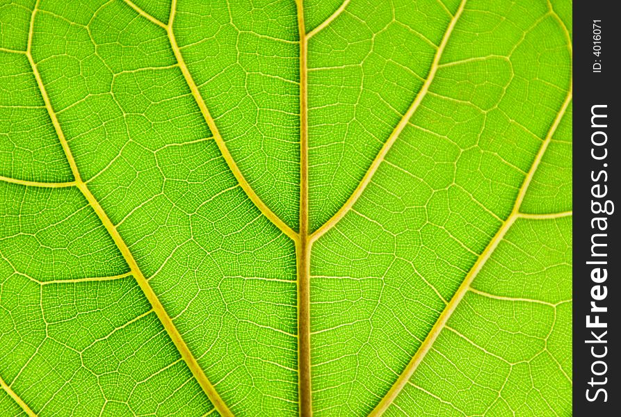 Leaf Of A Plant On Light With A Deciduous Ornament