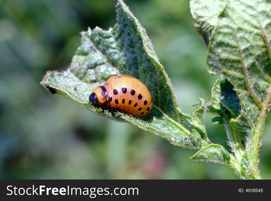 Colorado beetle larva on potato