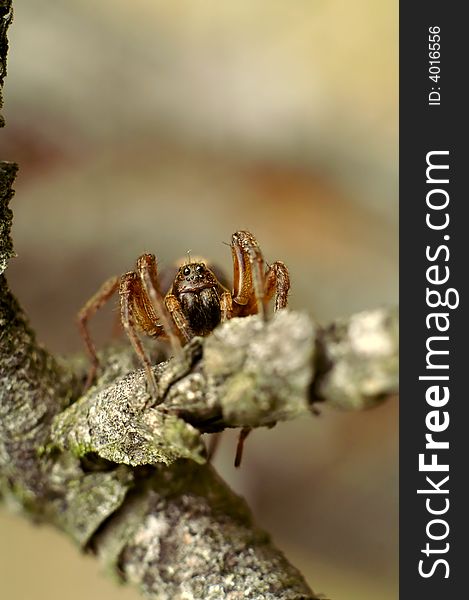 Spider with eight eyes on tree branch