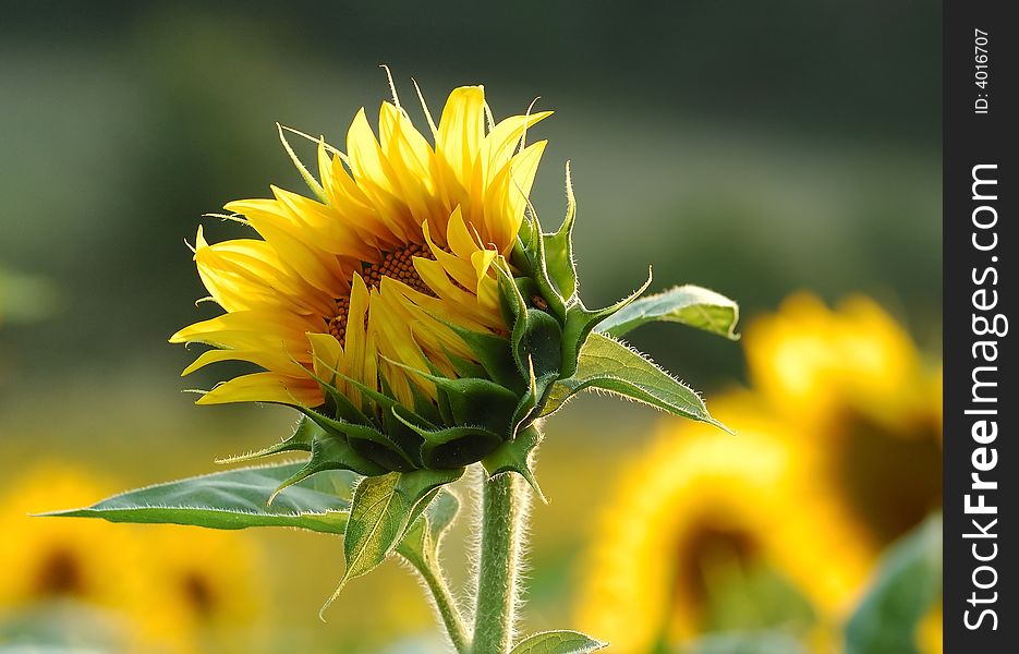 Detail of sunflower on the field