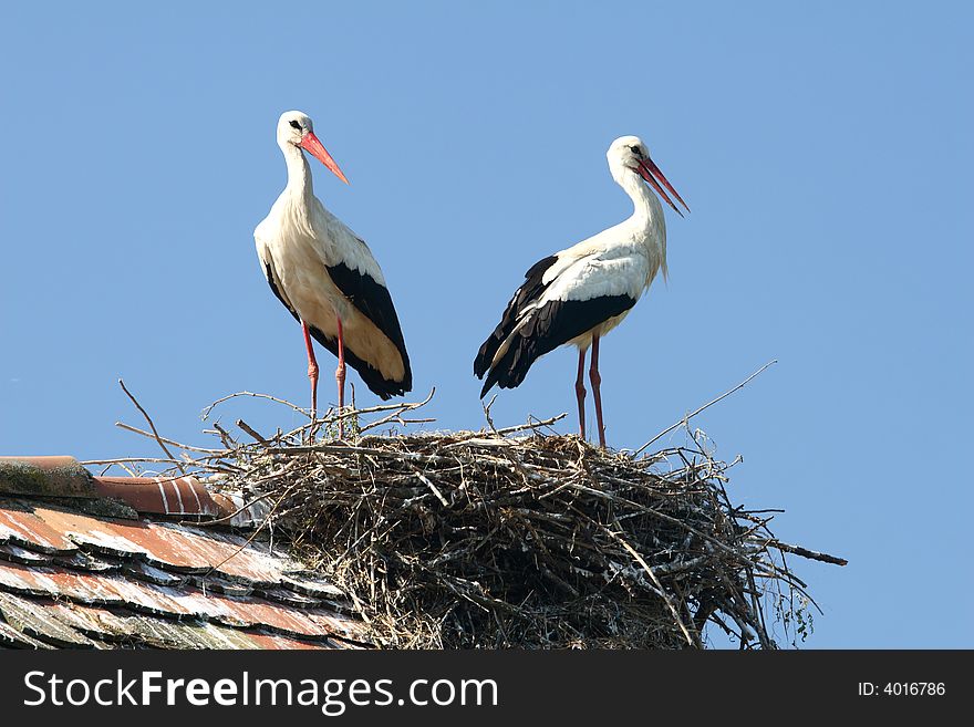 Two Storks nest in Bosnia. Two Storks nest in Bosnia