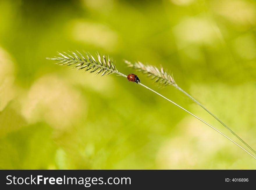 Ladybird on a stalk. Bright background.
